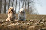 PTIT BASSET GRIFFON V.  051